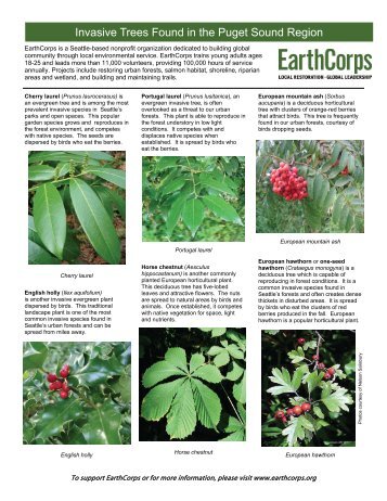 Invasive and Native Trees of the Pacific Northwest - EarthCorps
