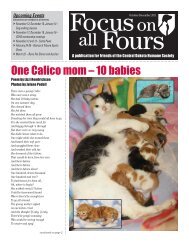 One Calico mom â€“ 10 babies - Central Dakota Humane Society