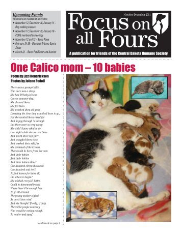 One Calico mom â€“ 10 babies - Central Dakota Humane Society