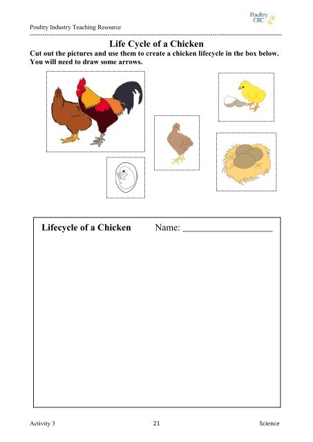 Life Cycle of a Chicken Lifecycle of a Chicken Name: - Poultry Hub