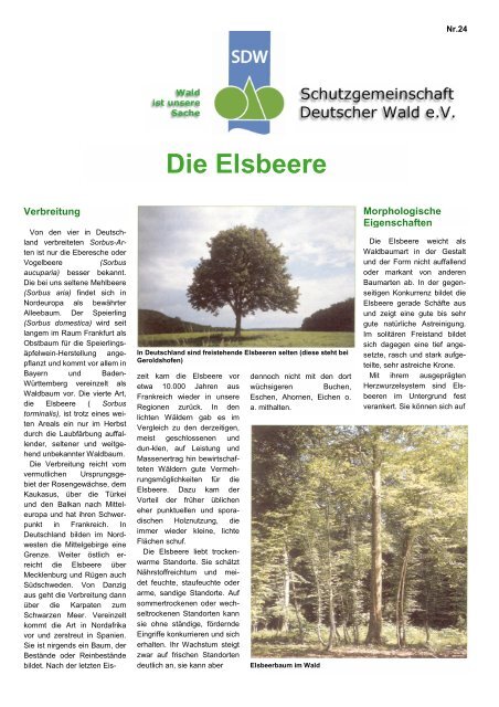 Die Elsbeere - Schutzgemeinschaft Deutscher Wald