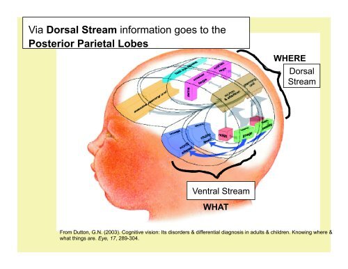 Ventral Stream