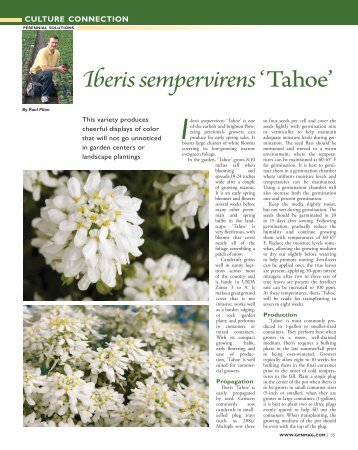 Iberis sempervirens 'Tahoe' - Greenhouse Product News