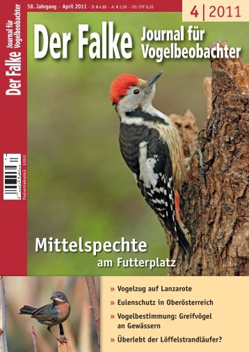 Der Falke - Journal fÃ¼r Vogelbeobachter 58/4, 2011 - BirdLife ...