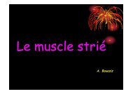 Le Tissu musculaire