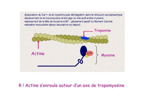 Le Tissu musculaire