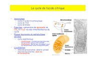 Le cycle de l'acide citrique