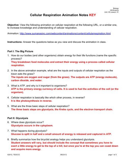 Cellular Respiration Animation Notes KEY