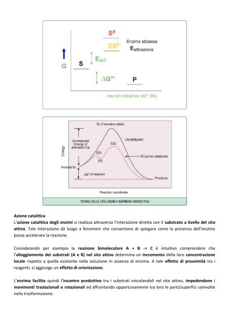 MODULO 2 – ENZIMI CARATTERISTICHE ... - life and fitness