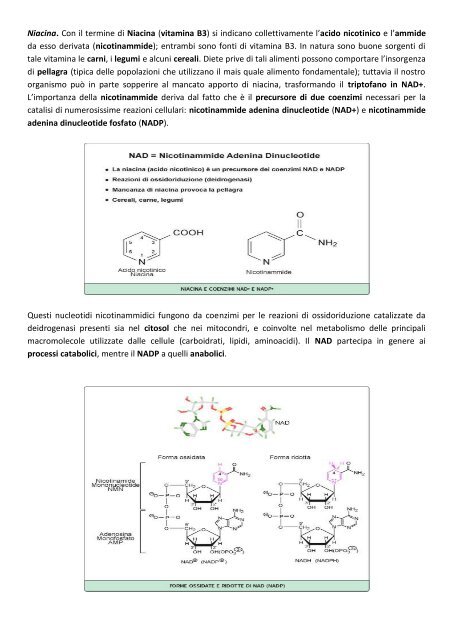 MODULO 2 – ENZIMI CARATTERISTICHE ... - life and fitness