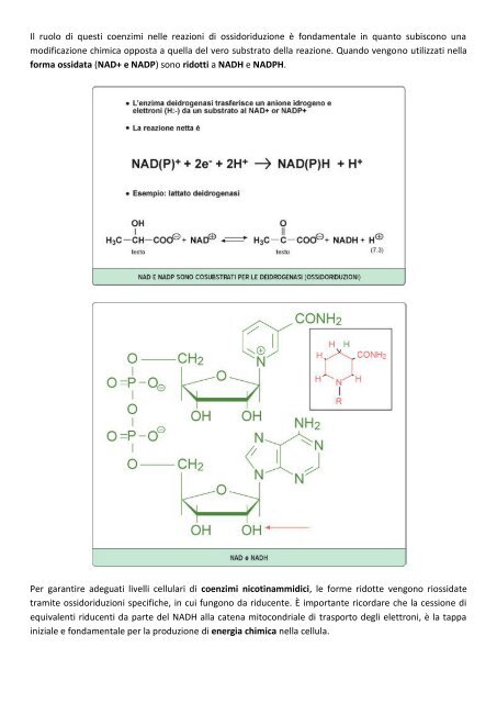 MODULO 2 – ENZIMI CARATTERISTICHE ... - life and fitness