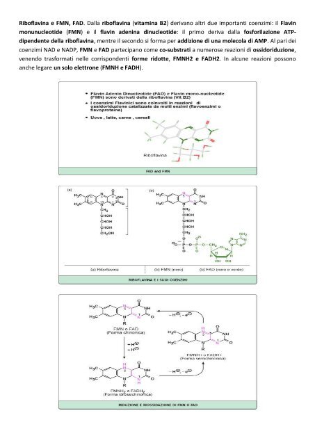 MODULO 2 – ENZIMI CARATTERISTICHE ... - life and fitness