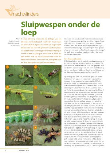 Sluipwespen onder de loep (Vlinders, mei 2007) - Vlindernet