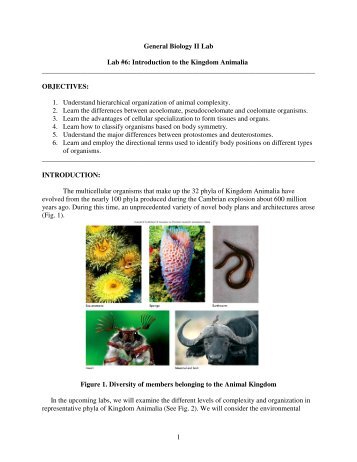 Introduction to the Animal Kingdom.pdf