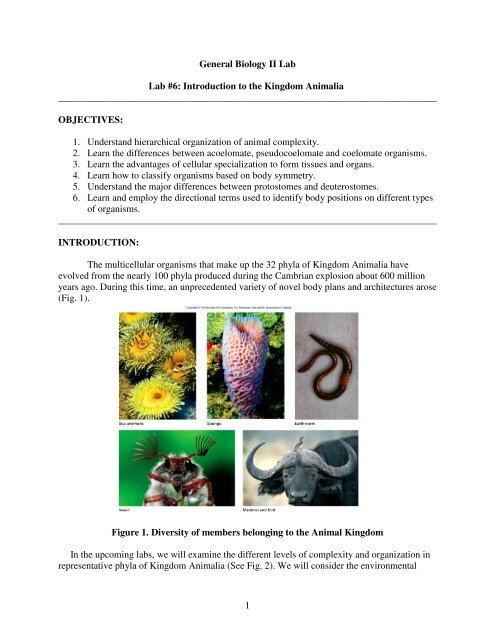 Introduction to the Animal Introduction to the Animal