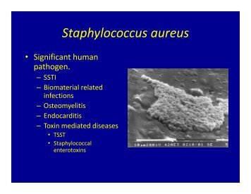 Staphylococcus aureus