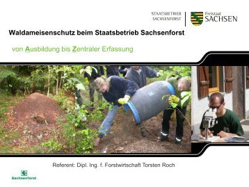 Waldameisenschutz beim Staatsbetrieb Sachsenforst von ...