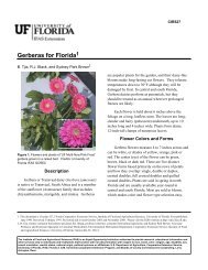 Gerberas for Florida - Manatee County Extension Office - University ...