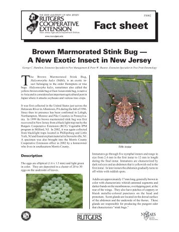 Brown Marmorated Stink Bug - A New Exotic Insect in ... - Maine.gov