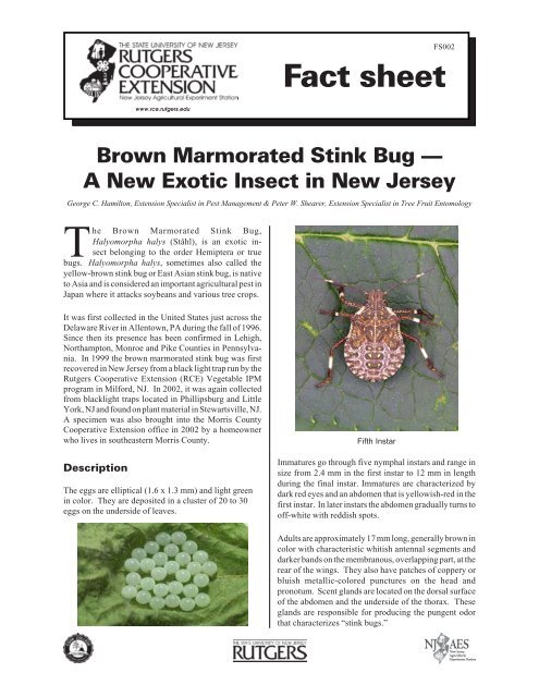 Brown Marmorated Stink Bug - A New Exotic Insect in ... - Maine.gov