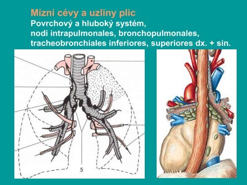 Gr - AnatomickÃ½ Ãºstav 1.LF UK