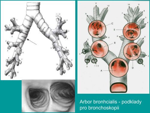 Gr - AnatomickÃ½ Ãºstav 1.LF UK