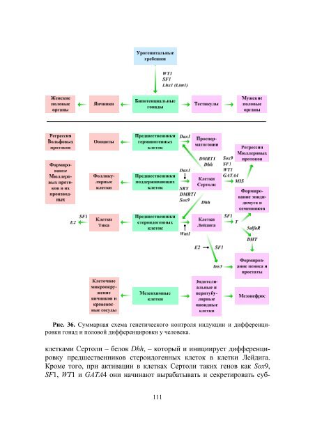 ÐÐÐÐÐ¢ÐÐÐ Ð§ÐÐÐÐÐÐÐ - ÐÐÐ£. Ð¡Ð°Ð¹Ñ Ð±Ð¸Ð¾Ð»Ð¾Ð³Ð¸ÑÐµÑÐºÐ¾Ð³Ð¾ ÑÐ°ÐºÑÐ»ÑÑÐµÑÐ°