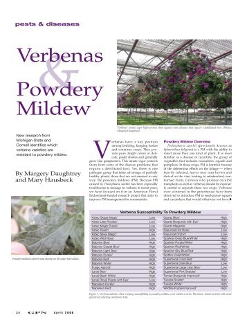Verbenas Powdery Mildew - Greenhouse Product News