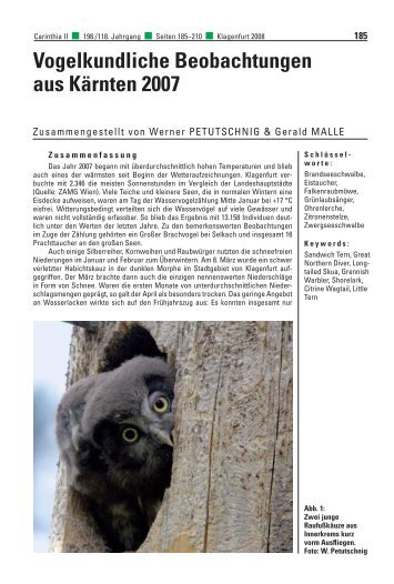 pdf herunterladen - BirdLife Ãsterreich