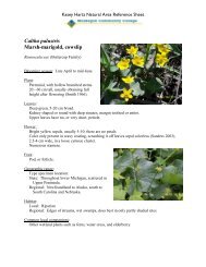 Caltha palustris Marsh-marigold, cowslip