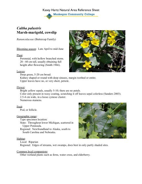 Caltha Palustris Marsh Marigold Cowslip