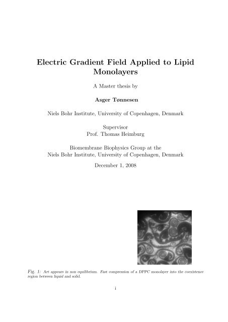 Electric Gradient Field Applied to Lipid Monolayers - Membrane
