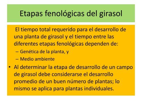 ANTECEDENTES Y FENOLOGÍA DEL GIRASOL