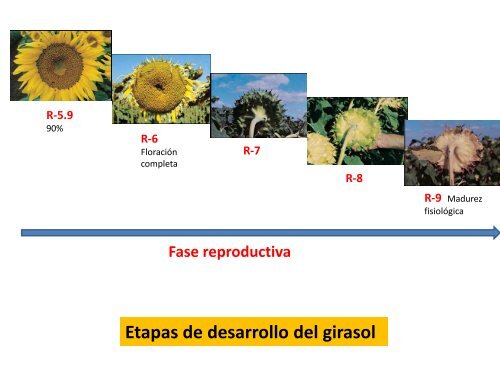 ANTECEDENTES Y FENOLOGÍA DEL GIRASOL