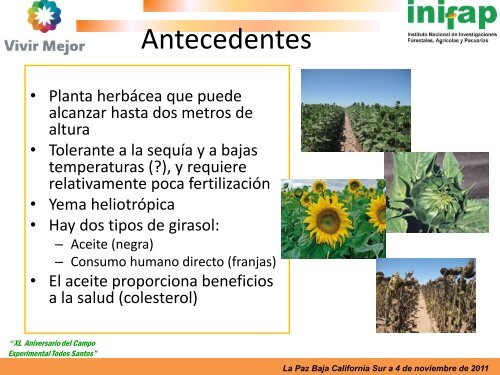 ANTECEDENTES Y FENOLOGÍA DEL GIRASOL