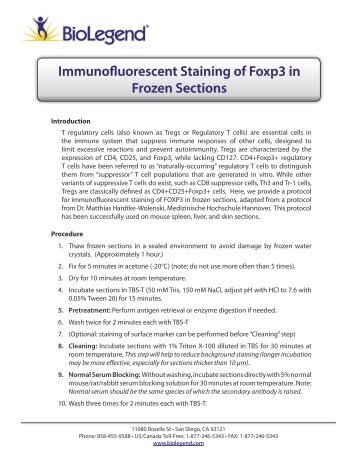 Immunofluorescent Staining of Foxp3 in Frozen Sections - BioLegend