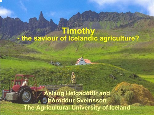 Timothy â the saviour of Icelandic agriculture?
