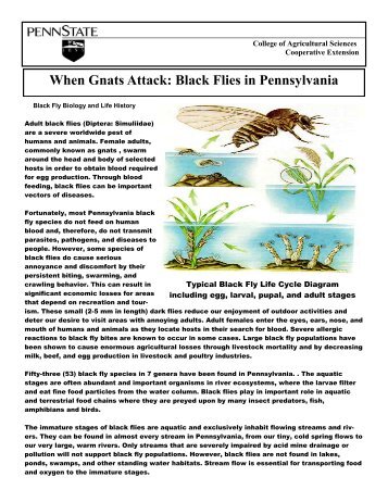 When Gnats Attack: Black Flies in Pennsylvania