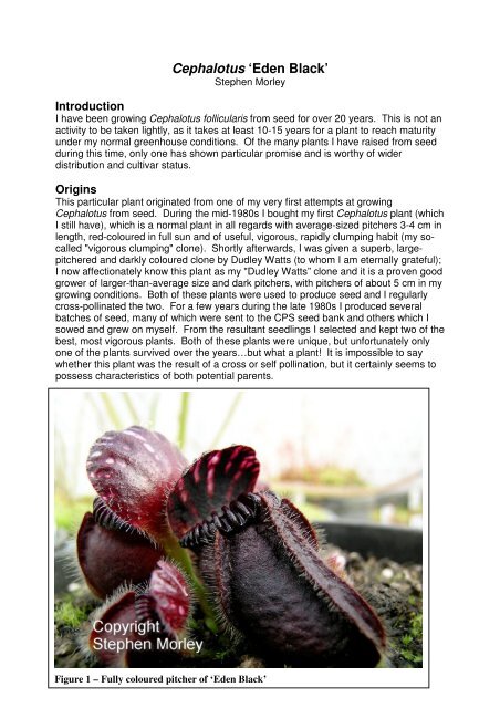 Cephalotus 'Eden Black' - International Carnivorous Plant Society