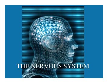 THE NERVOUS SYSTEM