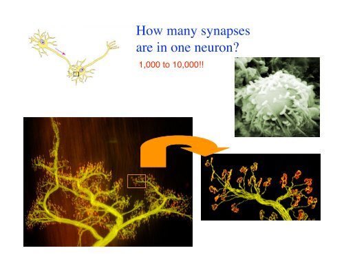 THE NERVOUS SYSTEM