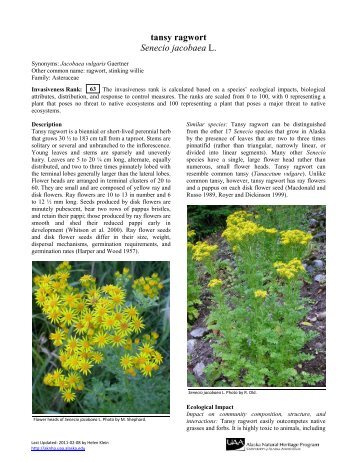 tansy ragwort Senecio jacobaea L. - Alaska Natural Heritage Program