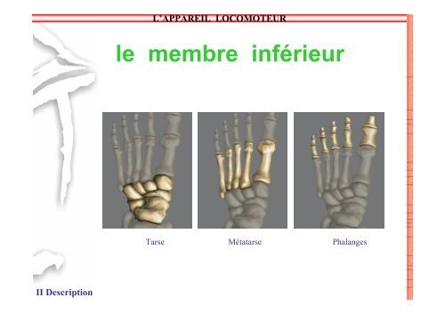 SAP 1 SystÃ¨me locomoteur - SDIS14