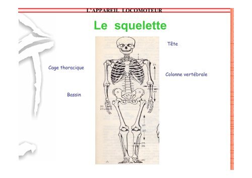 SAP 1 SystÃ¨me locomoteur - SDIS14