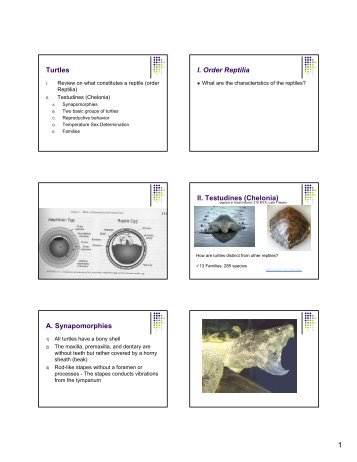 Turtles I. Order Reptilia II. Testudines (Chelonia) A. Synapomorphies