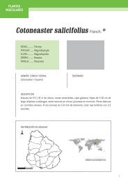 Cotoneaster salicifolius Franch. *