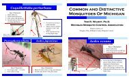 Common and Distinctive Mosquitoes of Michigan