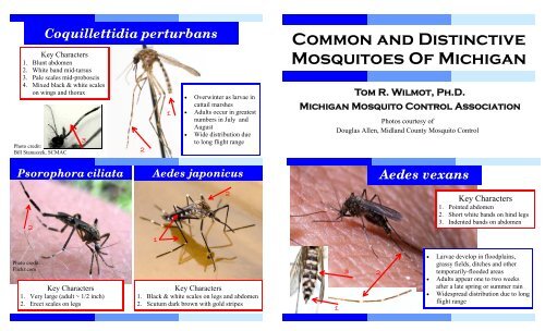 Common and Distinctive Mosquitoes of Michigan