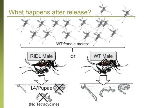 RIDL; What Is It? How Does It Work? Does It Work? And What's In ...