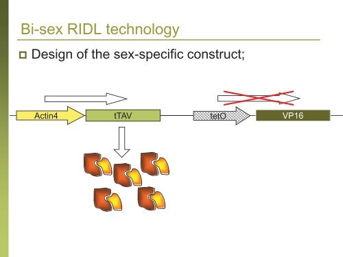 RIDL; What Is It? How Does It Work? Does It Work? And What's In ...